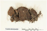 藏品(砂苔屬)的圖片